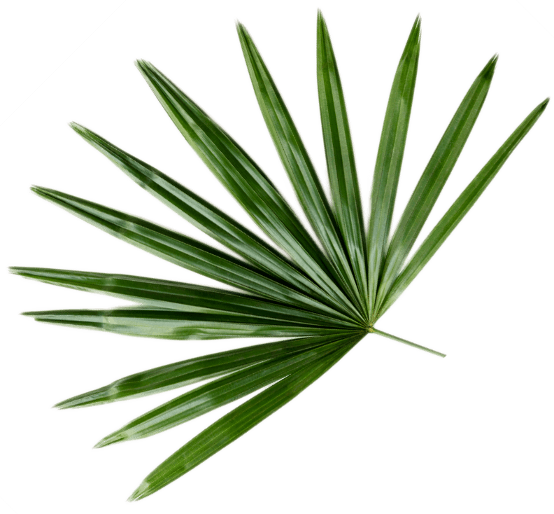 fresh green palm leaf background CWB493Q 1.png